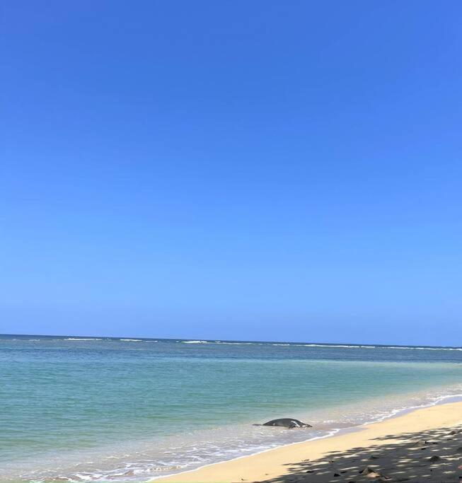 Hummingbird Oceanfront Cottage ハウウラ エクステリア 写真